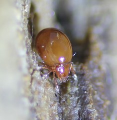 Phthiracaridae