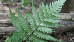 Diplazium taiwanense