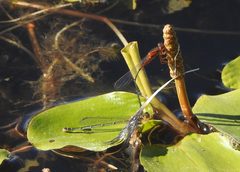 Xanthagrion erythroneurum