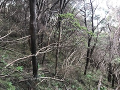 Brachyglottis pentacopa