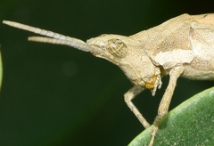 Pyrgomorpha conica