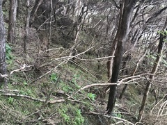 Brachyglottis pentacopa