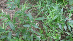 Ichnanthus pallens