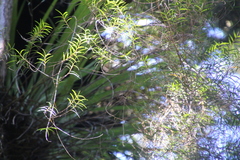 Dendrobium cunninghamii