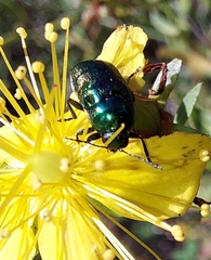 Cryptocephalus sericeus