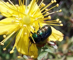Cryptocephalus sericeus