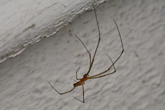 Leucauge tessellata