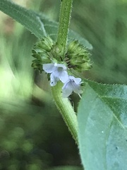 Mentha arvensis