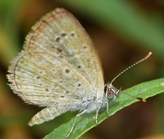 Zizeeria knysna