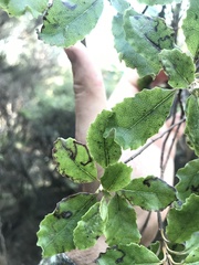 Brachyglottis pentacopa