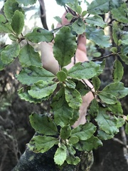 Brachyglottis pentacopa