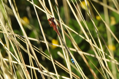 Xanthagrion erythroneurum