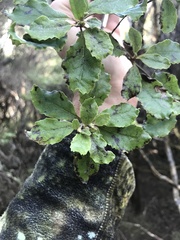 Brachyglottis pentacopa
