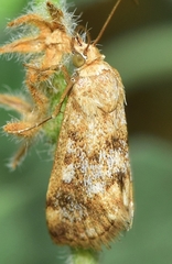 Tegostoma comparalis