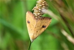 Rivula sericealis