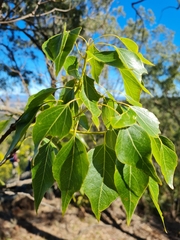 Brachychiton populneus
