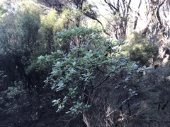 Brachyglottis pentacopa