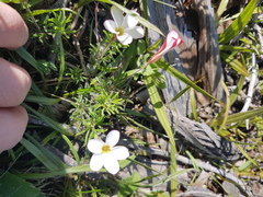 Oxalis tenuifolia