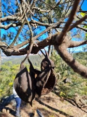 Brachychiton populneus