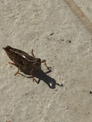 Calliptamus italicus
