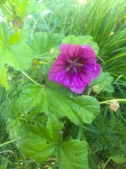 Malva sylvestris mauritiana