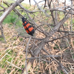 Hycleus biundulatus