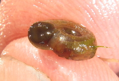 Biomphalaria pfeifferi