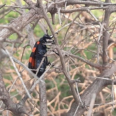Hycleus biundulatus