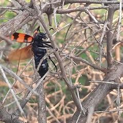 Hycleus biundulatus