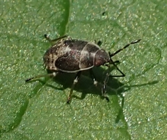 Kleidocerys resedae