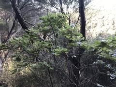 Brachyglottis pentacopa