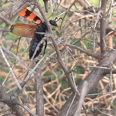 Hycleus biundulatus