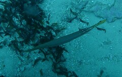 Aulostomus chinensis