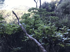 Brachyglottis pentacopa