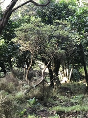 Brachyglottis pentacopa