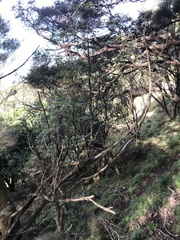 Brachyglottis pentacopa