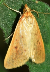 Achyra nudalis