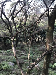 Brachyglottis pentacopa