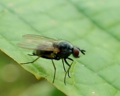 Emmesomyia