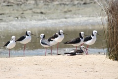 Himantopus leucocephalus