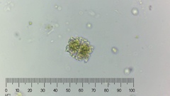 Euastrum denticulatum