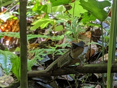 Acanthosaura phuketensis