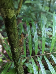 Acanthosaura phuketensis