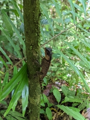 Acanthosaura phuketensis