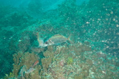 Neoniphon sammara