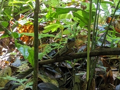 Acanthosaura phuketensis