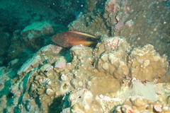 Paracirrhites forsteri