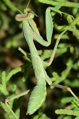 Sphodromantis viridis