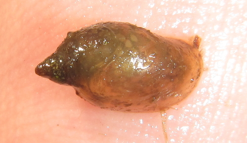 Radix natalensis observed 2018-07-31
