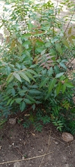 Azadirachta indica